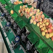四川龙泉驿水蜜桃分果机 提高产品质量